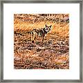 Wiley Coyote Framed Print