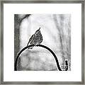 Will This Snow Ever Stop Starling Framed Print