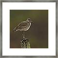 Willet On A Post Framed Print