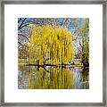 Willow Tree Water Reflection Framed Print