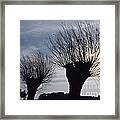 Willow Trees In Winter Framed Print