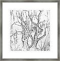 Willows By The Lake - Within Border Framed Print