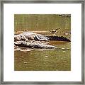 Windjana Crocodiles Framed Print
