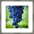 Wine Grapes Framed Print