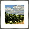 Wine Growing Framed Print