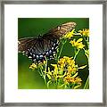 Wings Framed Print