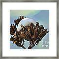 Winter Agave Bloom Framed Print