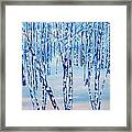 Winter Birch Framed Print