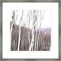 Winter Birches Tryptich 2 Framed Print