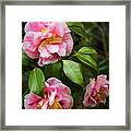 Winter Camellias Framed Print