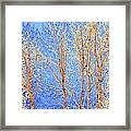 Winter Cottonwoods Abstract Framed Print