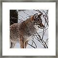 Winter Coyote Framed Print