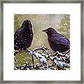 Winter Crows Framed Print