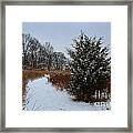 Winter Evergreen Tree Path Framed Print