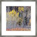Winter Forest Landscape With Bare Trees Framed Print