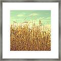 Winter Grass Framed Print