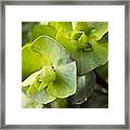 Euphorbia In Winter Green Framed Print