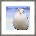 Winter Gull Framed Print