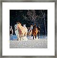 Winter Horses Framed Print