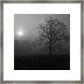 Winter Oak In Fog Framed Print