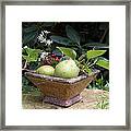 Winter Pears Framed Print