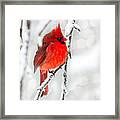 Winter Red Framed Print