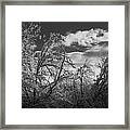 Winter Sky Framed Print