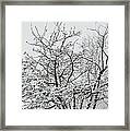 Winter Snow Framed Print