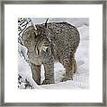 Winter Splendor- Canadian Lynx Framed Print