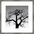 Winter Tree Silhouette Bw Framed Print