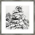 Winter Tree Framed Print