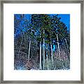 Winterforest Framed Print