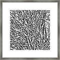 Winters Branches Framed Print