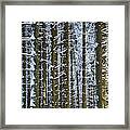 Wintertime Framed Print