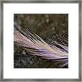 Wish Upon A Feather Framed Print