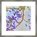 Wisteria Framed Print