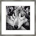 Wolf Encounter Too Framed Print