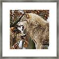 Wolf Intimidation Canis Lupus Lycaon Framed Print