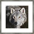 Wolf Portrait Framed Print