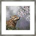 Wolf Pup - Baby Blossoms Framed Print