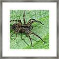 Wolf Spider Framed Print