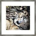 Timber Wolf Framed Print
