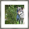 Wolf Framed Print