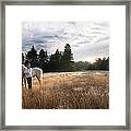 Women With White Horse In Forest Meadow Framed Print