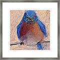 Wonder Bird Framed Print