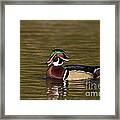 Wood Duck Calling Framed Print