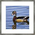 Wood Duck - D008582 Framed Print