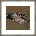 Wood Duck-male In-flight Framed Print