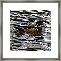 Wood Duck On Water Framed Print