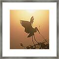 Wood Stork Collecting Nesting Material Framed Print